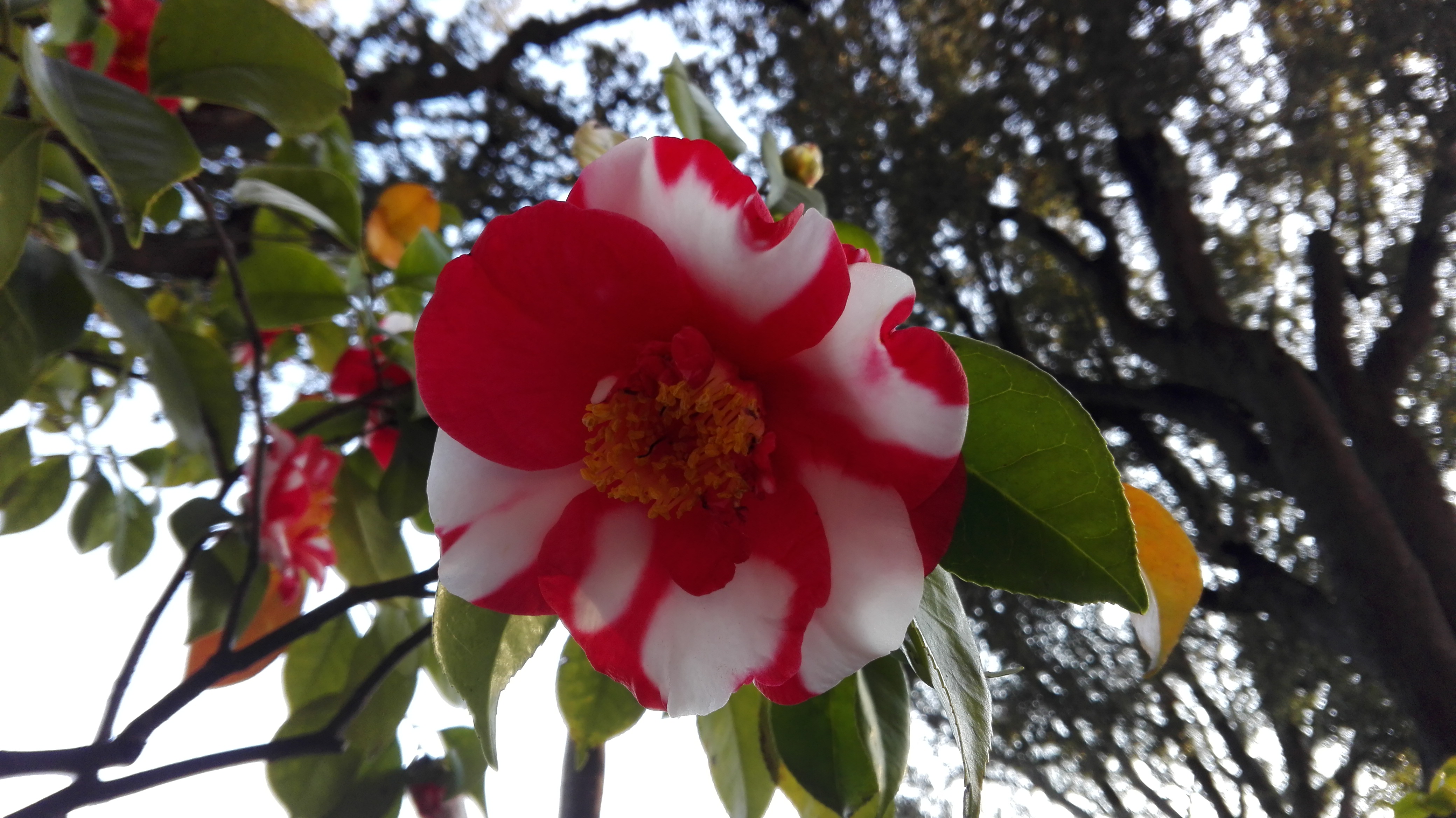 “Un parco che si svela”: restauri, fioriture ed elementi tecnologici nel parco di Villa Durazzo di Santa Margherita Ligure